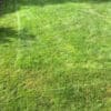 Trawnik po dwukrotnym zasileniu nawozem