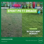 Efekt nawożenia nawozem wiosennym na trawniku klienta w powiecie ostrowskim