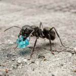 Mrówka z granulką na betonie