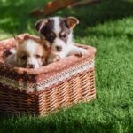 Doskonały trawnik w ogrodzie