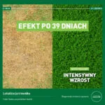 Efekt nawożenia nawozem wiosennym do trawy Mr. Green Grass