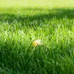 Jesienny liść na trawniku