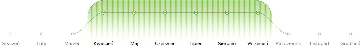 Kiedy stosować środek na chwasty