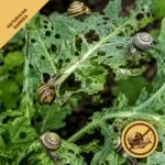 Środek na ślimaki – Koniec Pełzania – Mr. Green Grass® - obrazek 6