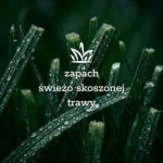 Krem do rąk dla ogrodników - Traviér - obrazek 3