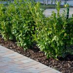 Krzewy przy podjeździe