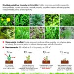 Oprysk na chwasty w trawniku