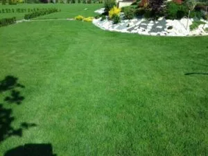 program pielęgnacji trawnika