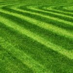 Trawnik po koszeniu w kwietniu