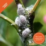 Środek na mszyce i inne szkodniki roślin – Zdrowy Liść – Mr. Green Grass® - obrazek 6