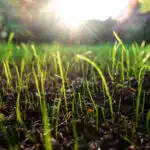 Źdźbła trawy