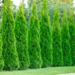 Żywopłot - Tuje szmaragdowe